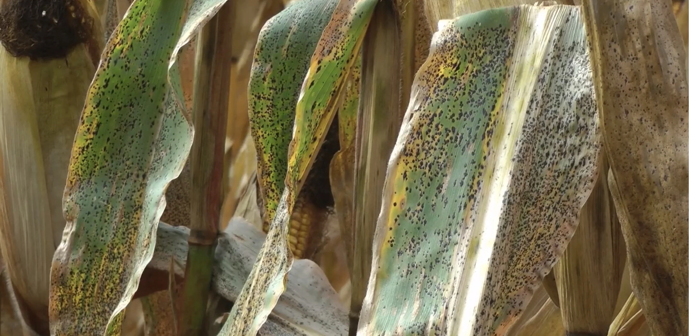 "The Future of Agriculture: Developing Sustainable Solutions to Feed a Fast-Changing World; The corn tar spot disease is a fungus that can cause catastrophic damage to crops. Michigan State University researchers are working to mitigate the damage and improve plant resistance."