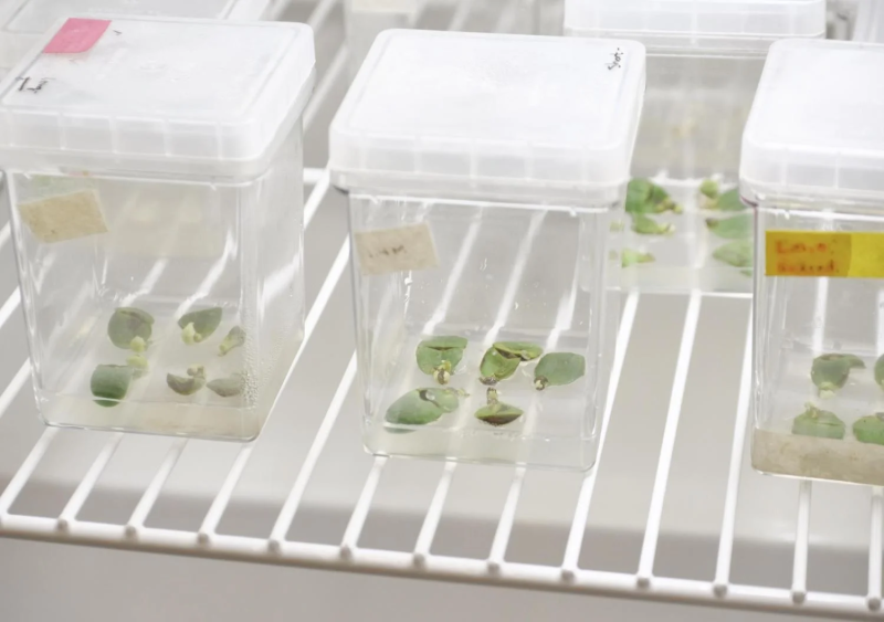 New ‘magic soybeans’ produce ingredients for cancer treatments, vaccines and more