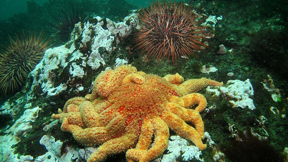 "Study: Sunflower sea stars could help bring back kelp forests; Photo of urchins and a sunflower sea star, credit: Jan Kocian