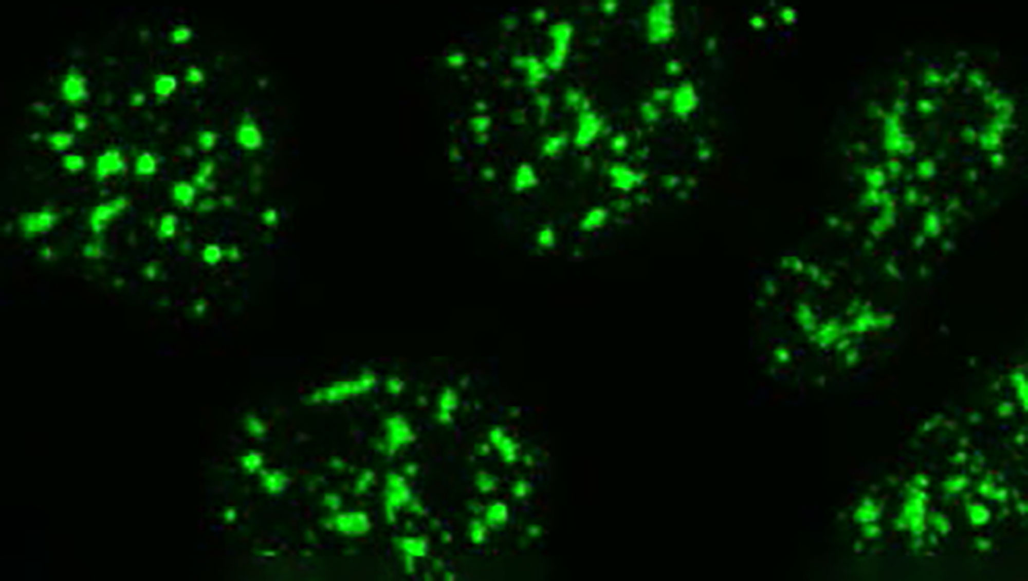 "Bioengineers Solved a Mystery Behind Cellular Droplets With a View to Future Research and Medical Treatment; Photo illustration by Princeton University