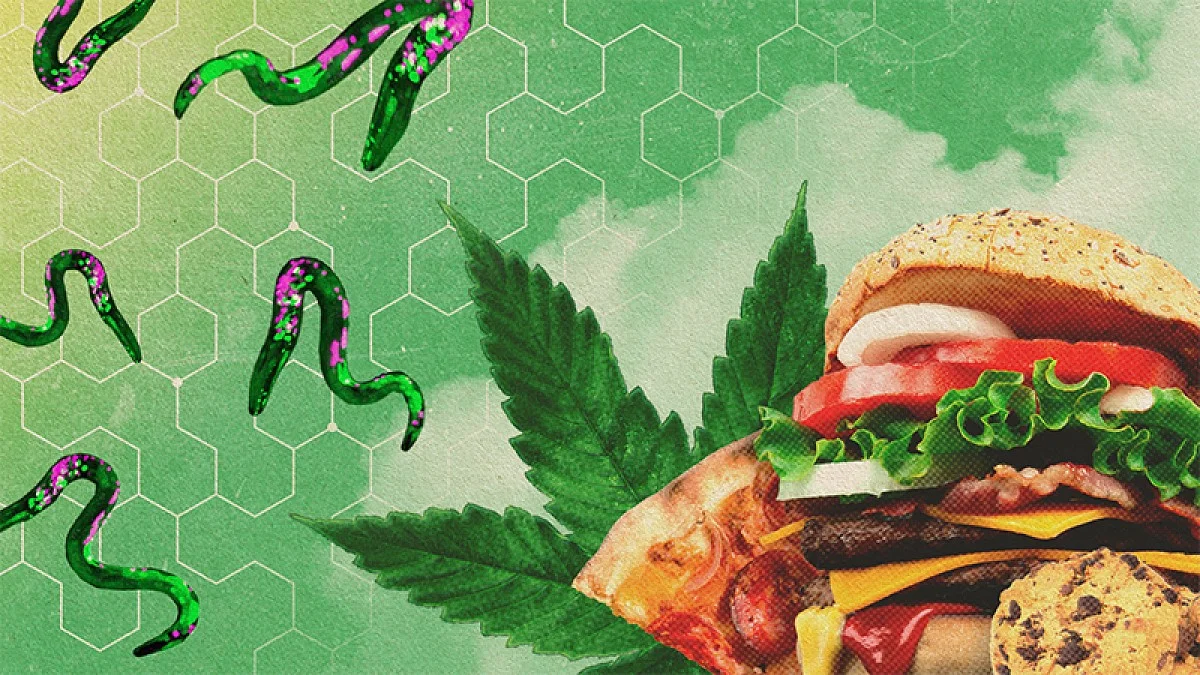 When stoned, even worms get the munchies, UO research shows; Digital Illustration of green worms, a cannabis leaf, and junk food