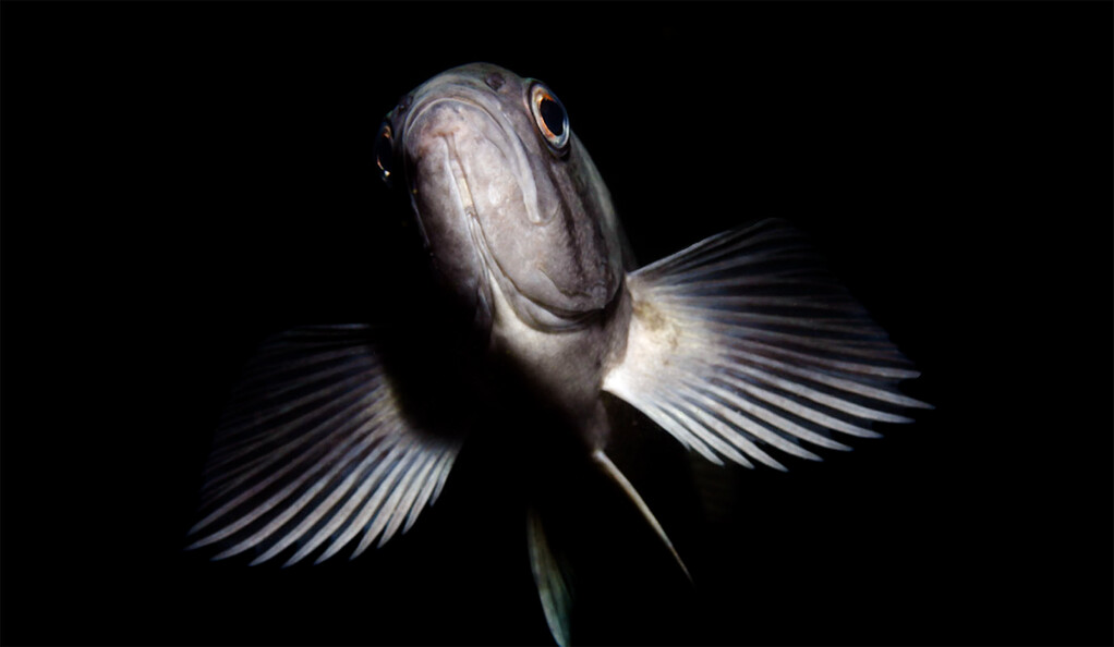 Study reveals biodiversity engine for fishes: shifting water depth; Picture: A blue rockfish in Monterey Bay National Marine Sanctuary, Calif. (Photo: NOAA’s National Ocean Service)