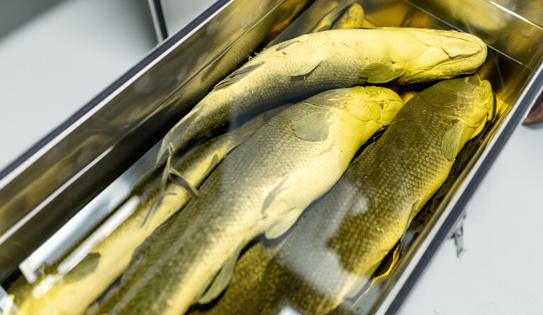 Working with faculty mentor, undergrad unlocks secrets of ‘living fossils’; "Bowfin specimens housed at the Peabody Museum. (Photo by Dan Renzetti)"