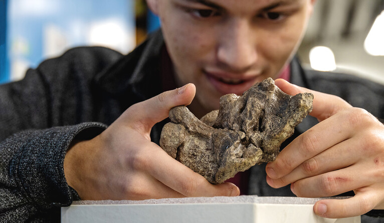 Working with faculty mentor, undergrad unlocks secrets of ‘living fossils’; "Brownstein with a fossilized braincase of Sauropelta edwardsi, a dinosaur species, from the Peabody Museum’s collections. Brownstein’s research with Near combines his interests in paleontology and evolutionary biology. (Photo by Andrew Melien)"