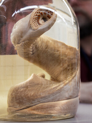 Working with faculty mentor, undergrad unlocks secrets of ‘living fossils’; "A lamprey specimen in the Peabody Museum’s vertebrate zoology collection. (Photo by Andrew Melien)"